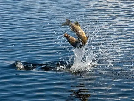 Daire Vanttaus Vanttauskoski