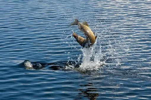 Apartamento Vanttaus Vanttauskoski